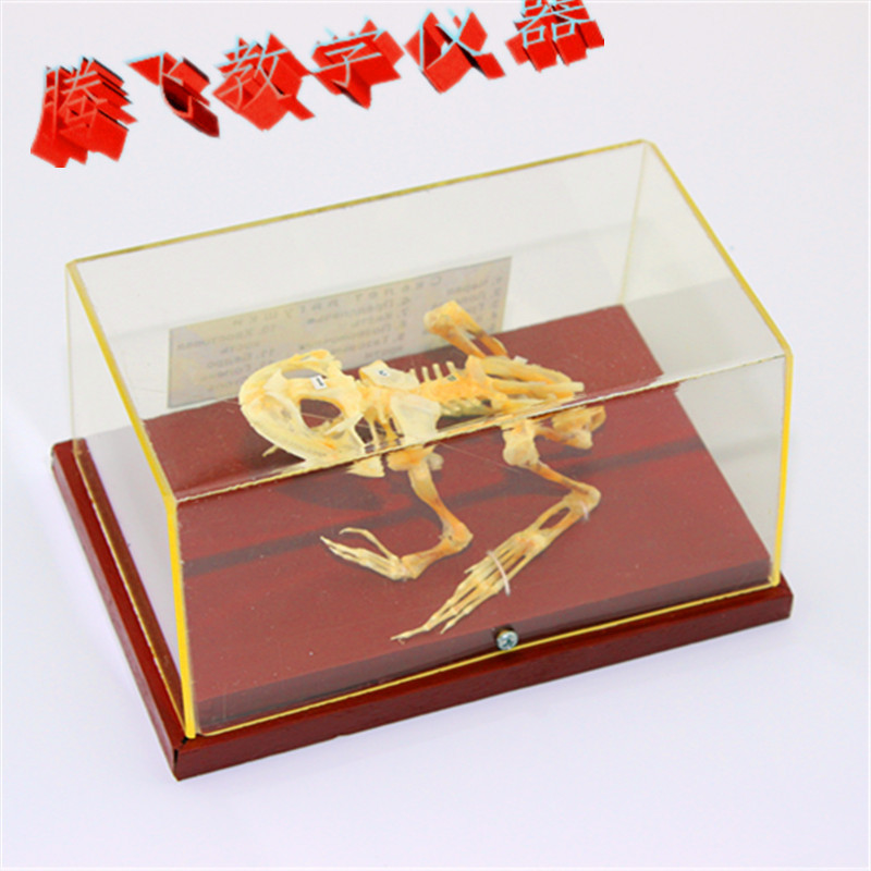 43108蛙骨骼标本 动物骨骼标本 蟾蜍骨骼标本 生物自然实验器材