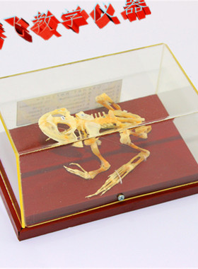 43108蛙骨骼标本 动物骨骼标本 蟾蜍骨骼标本 生物自然实验器材