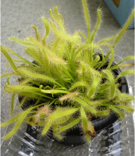 食虫植物-好望角茅膏菜（白）/宠物花卉除甲醛特价杀蚊虫捕蝇草