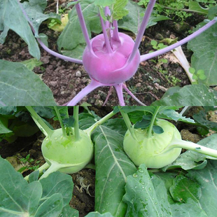 水果紫青苤兰种子 春季秋季播蔬菜籽 阳台盆栽大田脆甜紫芥蓝头孑