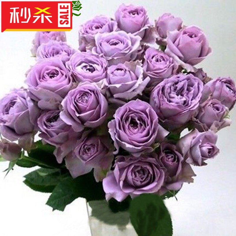 【光辉欧月】新品灌木月季 日月 寂静 (Silence，シランス)月季|msdalam kategori penghantaran bunga/bunga simulasi/tumbuhan berkebun, bunga/Tumbuh-tumbuhan tumbuh-tumbuhan pasu (baru), bunga - dari Buy2taobao.com untuk memberikan perkhidmatan ejen Taobao profesional membeli