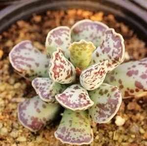 库伯水泡多肉 库伯水泡 叶片 叶插苗 进口水泡 一物一拍