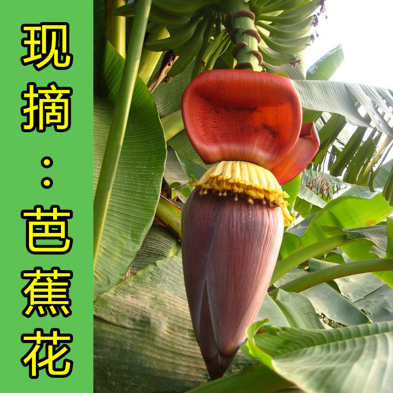 新鲜芭蕉花雷大蕉野生香蕉非蔬菜