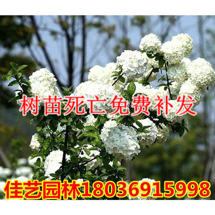 花卉苗木 白花斗球 开花特多 花期长 木本白色绣球花白如雪开花苗