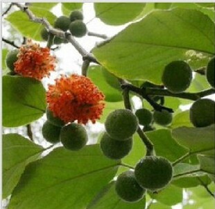 构树楮树苗野葡萄树构桃树构乳树假杨梅防尘固土庭院树占地绿化苗