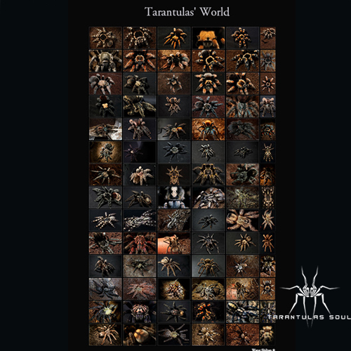 TS爬魂捕鸟蛛海报 32寸 60*81cm 相纸( 84种不同品种合集）