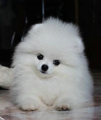 小体纯白茶杯犬袖珍博美纯种幼犬家庭宠物狗狗俊介同款