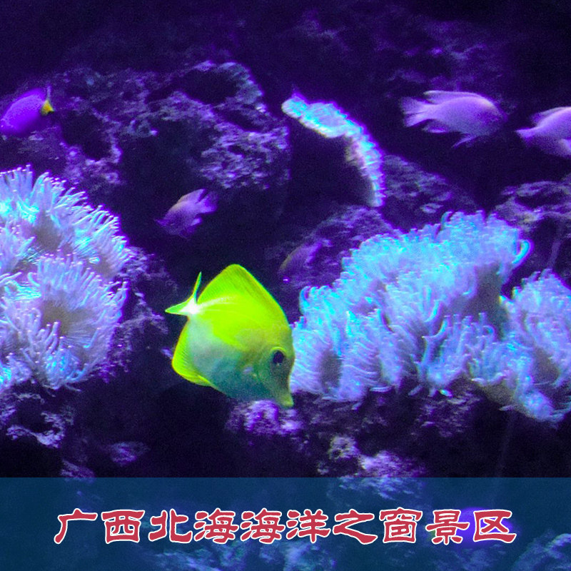 [海洋之窗-大门票][北海·海洋之窗-大门票]北海 海洋之窗门票
