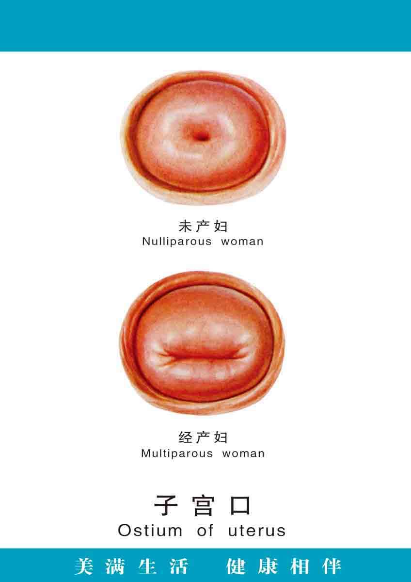 海报印制展板305素材7子宫口图 ps