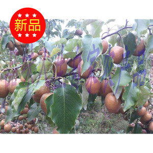 水果沂南车头梨小黑梨冬梨疙瘩梨新鲜水果冰糖梨现摘棠梨大果特价