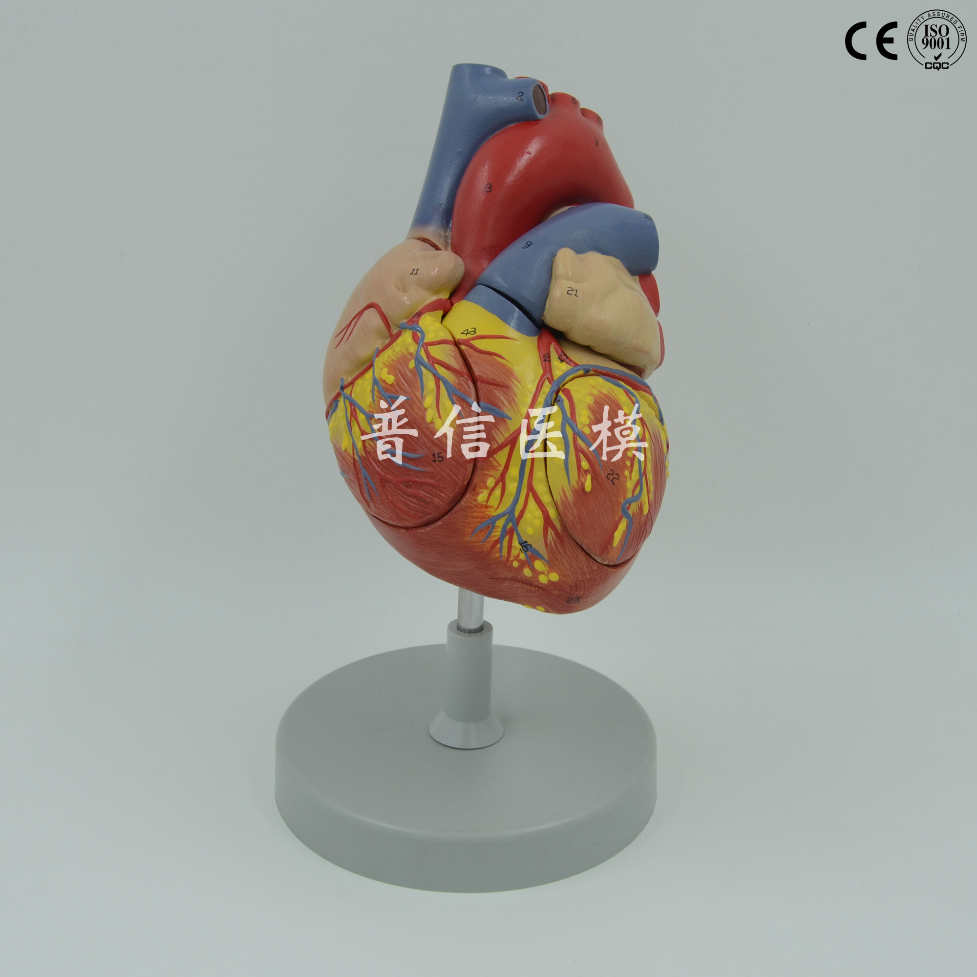普信 心脏模型 放大心室心房 心血管 血液循环 人体器官解剖模型