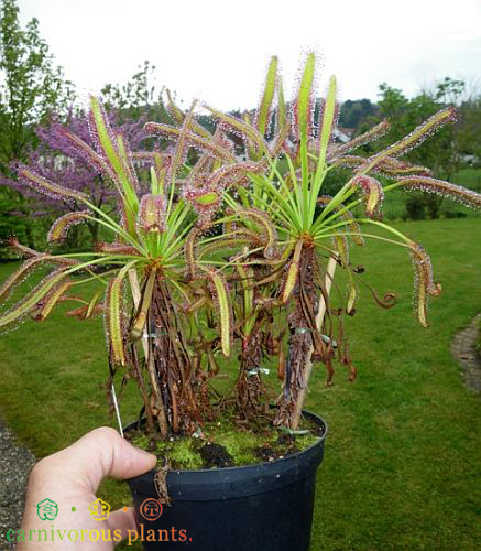 矿红好望角夏季促销限量食虫植物