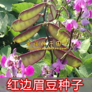 【红边扁豆种子】眉豆种子 梅豆种子 早熟南扁豆 峨眉豆春夏播种
