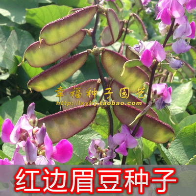 红边梅豆早熟峨眉春夏种子