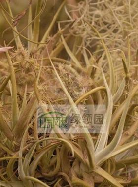 展示 空气凤梨  Tillandsia xiphioides 媳妇