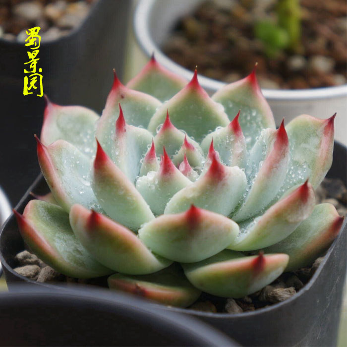 进口多肉植物组合盆栽 花卉吉娃娃 多肉吉娃莲肉肉植物 一物一拍