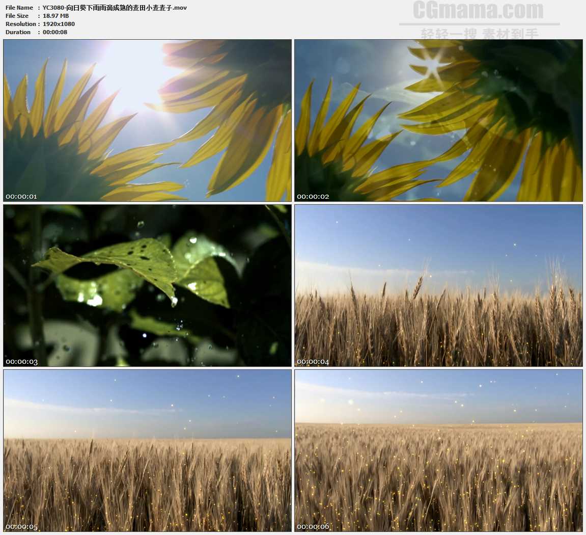 向日葵下雨雨滴成熟的麦田小麦麦子高清实拍视频素材