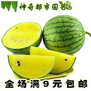 黄瓤西瓜种籽8424麒麟西瓜种子无籽南方四季特大巨型西瓜种籽西瓜