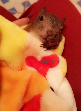 豚鼠金丝熊仓鼠刺猬龙猫貂蜜袋鼯松鼠【保暖绒毯子】奶鼠5个包邮