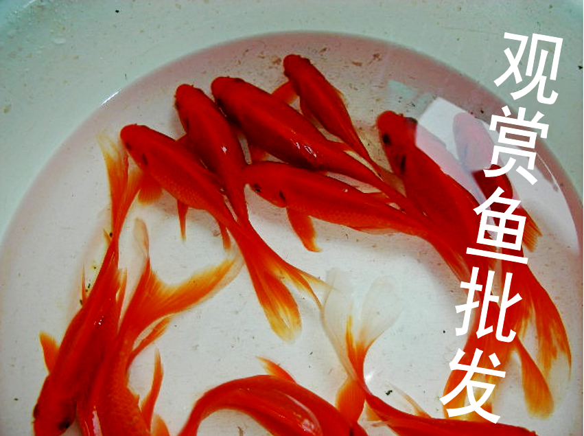 纯种包活日本锦鲤好养的草金花色观赏鱼鱼苗冷水鱼活体锦鲤