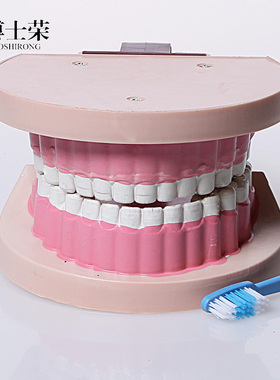 J39052牙齿模型 口腔 全口  儿童牙列 教学仪器 小学科学