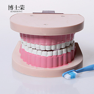 儿童牙列 J39052牙齿模型 口腔 全口 小学科学 教学仪器