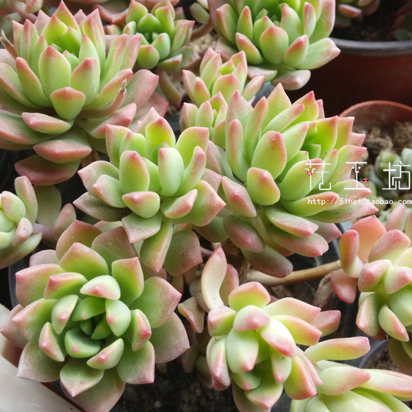 Marcus Popularity Workshop Roof interest Beautiful Autumn very Easy Windowsill Potted plant Succulent plantsin the Flower delivery/Flowers simulation/Plants gardening , Flowers/Potted plants (New) , Succulents  category - from Buy2taobao.com to provide professional Taobao agent buy service