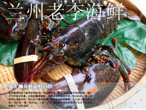 兰州老李海鲜 加拿大进口鲜活波士顿龙虾