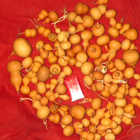 Бесплатная доставка Специальная низкая цена 500 дикие тыквы Супер дешевые и дешевые очистки расщепления и только подводная ручка