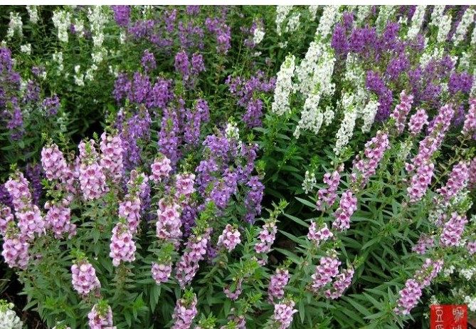 香彩雀小苗小天使耐热耐寒植物多花室外花苗 室内绿植花卉四色