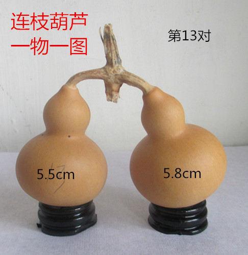 天然异形连枝连藤并蒂葫芦