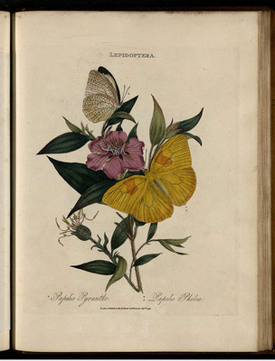 1798年 中国昆虫 An Epitome of Insects Of China 385P