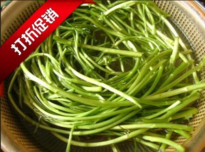 湖北特产新鲜藜蒿芦蒿泥蒿 藜蒿炒腊肉 清香开胃 无叶纯径黎蒿