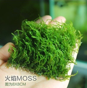 自养火焰莫丝莫斯水草/烈焰莫斯/虾缸8*8好养草坪哦