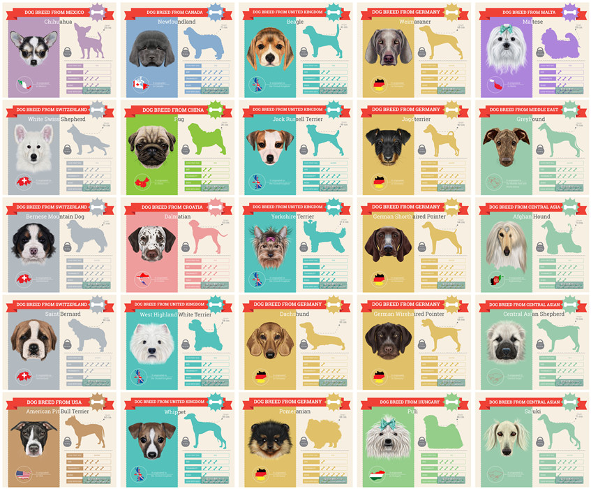 [442]25张宠物狗狗品种信息图图表插画 AI矢量设计素材