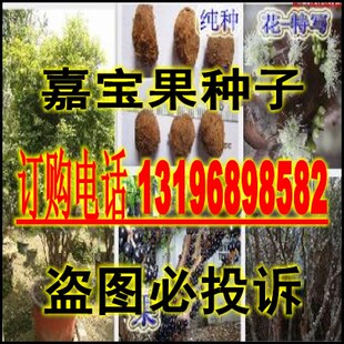 优质嘉宝果种子 树葡萄种子 名贵树种 水果种子 当年新种