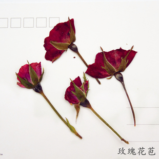 带枝 侧压玫瑰玫瑰花苞干花押花植物标本 滴胶手机壳diy 花事未了