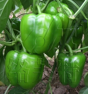 夏寒帝 浅绿薄皮甜椒青椒柿子椒种子耐热耐寒抗病高产辣椒蔬菜5g