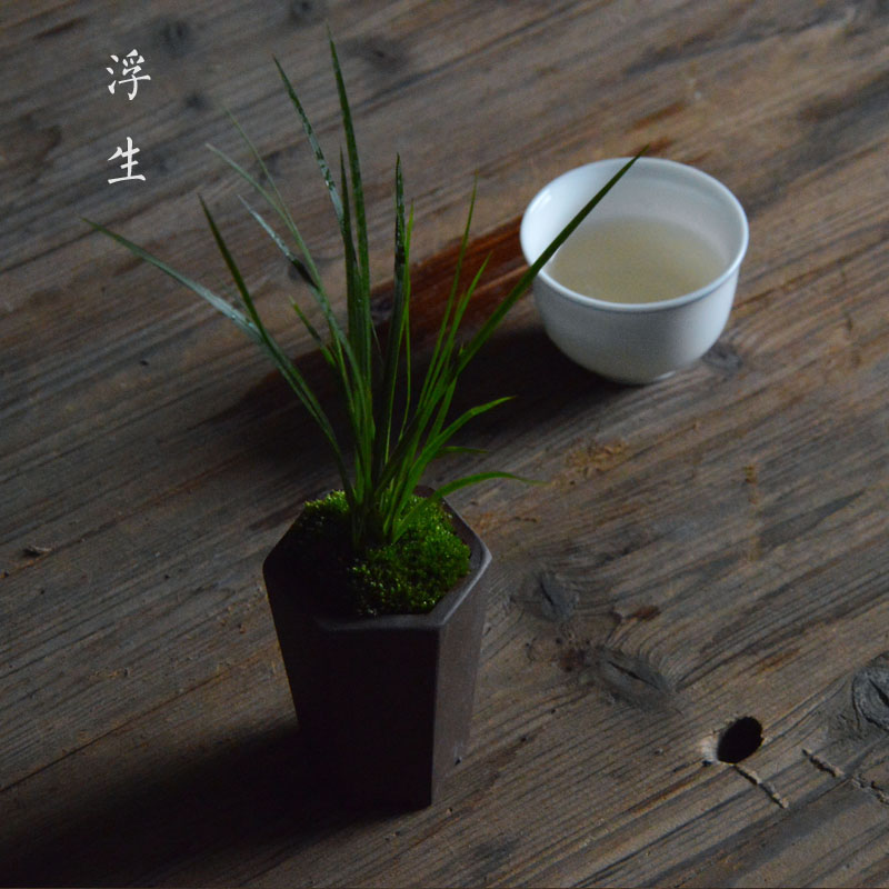 【浮生时光】苔藓植物微景观 文人金钱菖蒲虎须 创意盆景植物礼品|msdalam kategori penghantaran bunga/bunga simulasi/tumbuhan berkebun, Plants Mini kreatif - dari Buy2taobao.com untuk memberikan perkhidmatan ejen Taobao profesional membeli