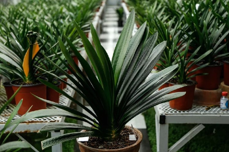 长春君子兰公园  7号高兰质粗筋父本大桥