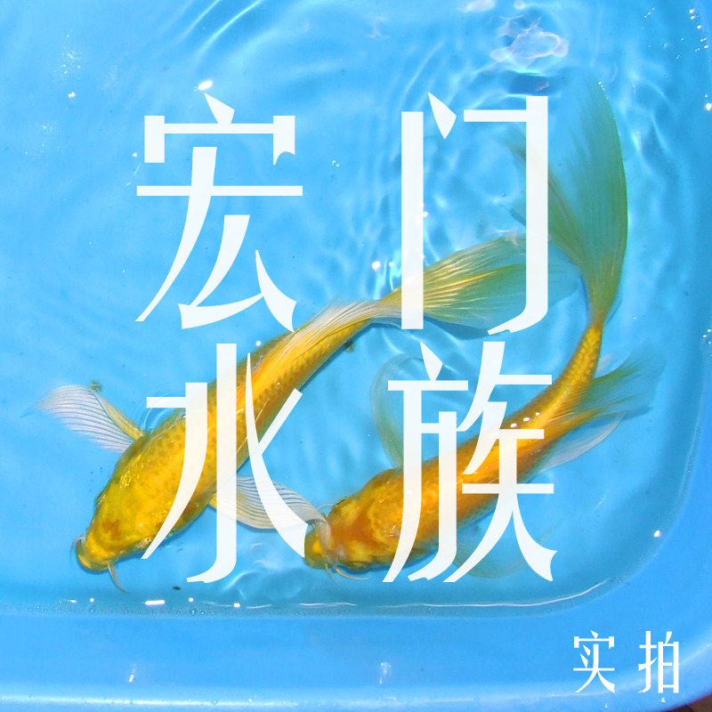 纯种日本锦鲤活体鱼苗黄金龙凤锦鲤活体 金鱼活体 锦鲤 巨型 观赏