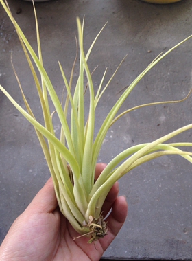 空气凤梨【展示】T.Rothcom 柔婷×compressa