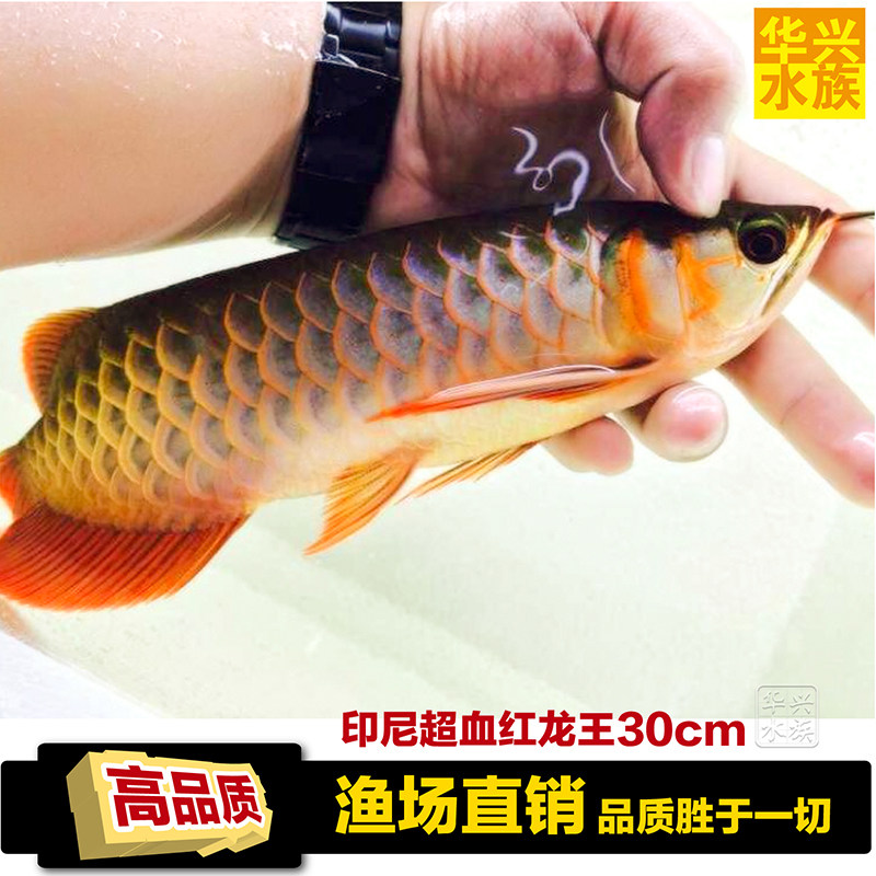 渔场直销 高品质红龙鱼 热带鱼 印尼纯超血红龙王 观赏鱼龙 活体