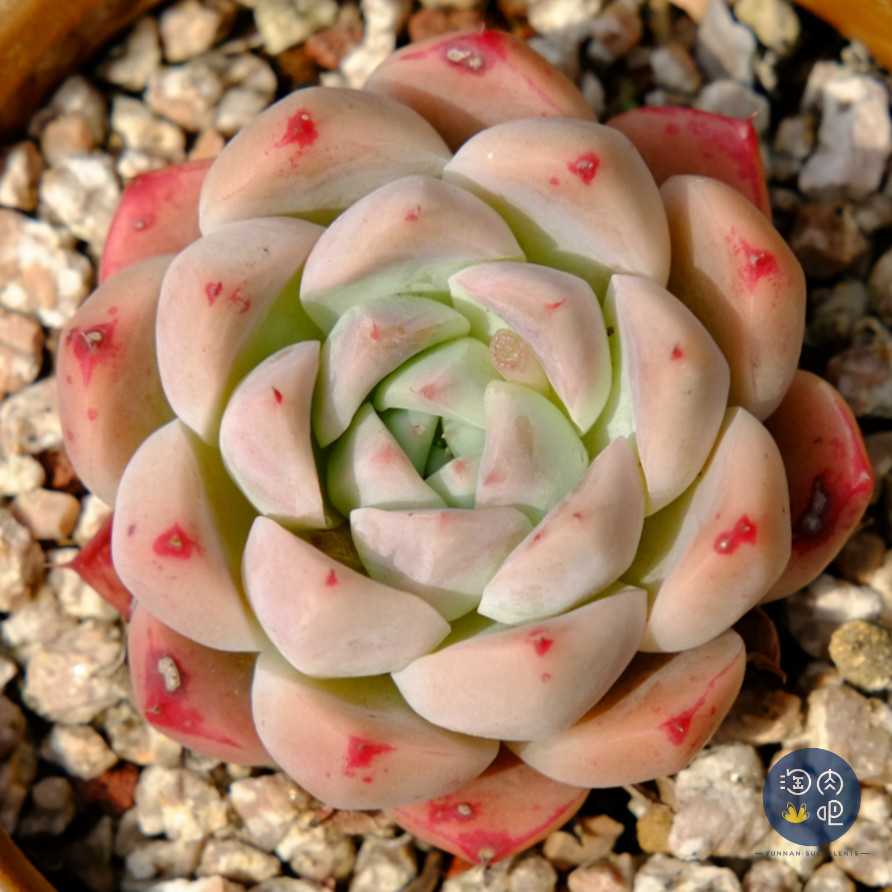 多肉植物吧价格 多肉植物吧图片 星期三 多肉植物吧价格 多肉植物吧图片 星期三