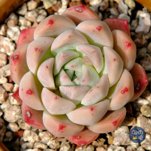 多肉植物吧价格 多肉植物吧图片 星期三