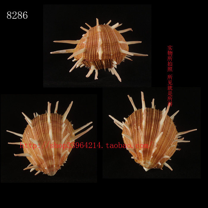 双壳纲（一物一图）14CM 堂皇海菊蛤 色彩 水族箱 家居装饰 8286
