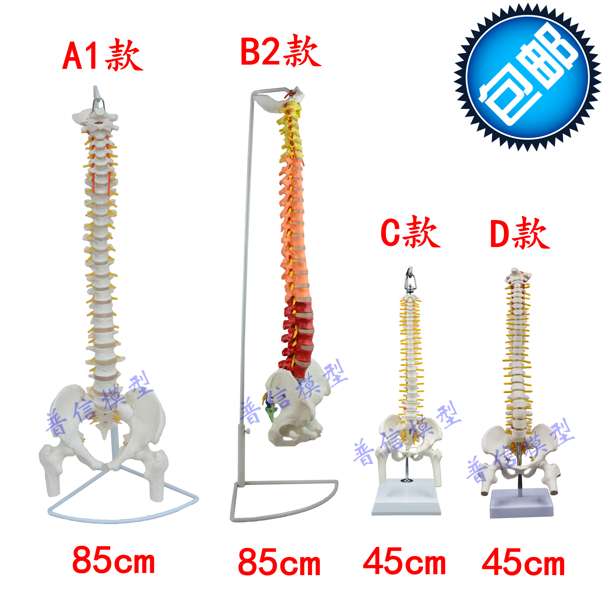 普信 人体脊椎模型带骨盆股骨 人体骨骼 可弯曲活动挂式脊柱模型
