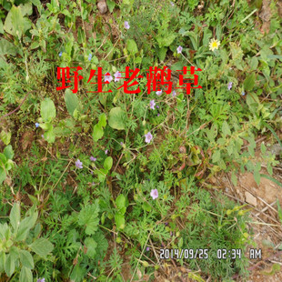 老鹳草老贯筋老鹳嘴野生中药材太行山上生长无污染品质健康的保证