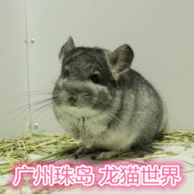 3个月大 A级标灰龙猫宝宝标灰DD龙猫一枚 广州实体店欢迎到店挑选