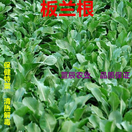 保健中药特菜种子板蓝根种子板兰根大青叶种子5g 彩包春播促销